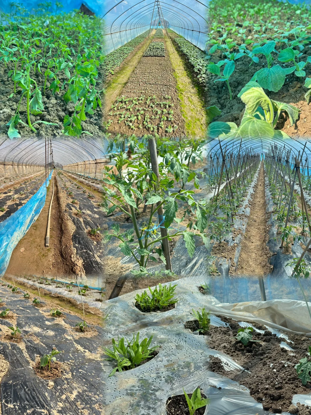 春播正在抓紧进行中?