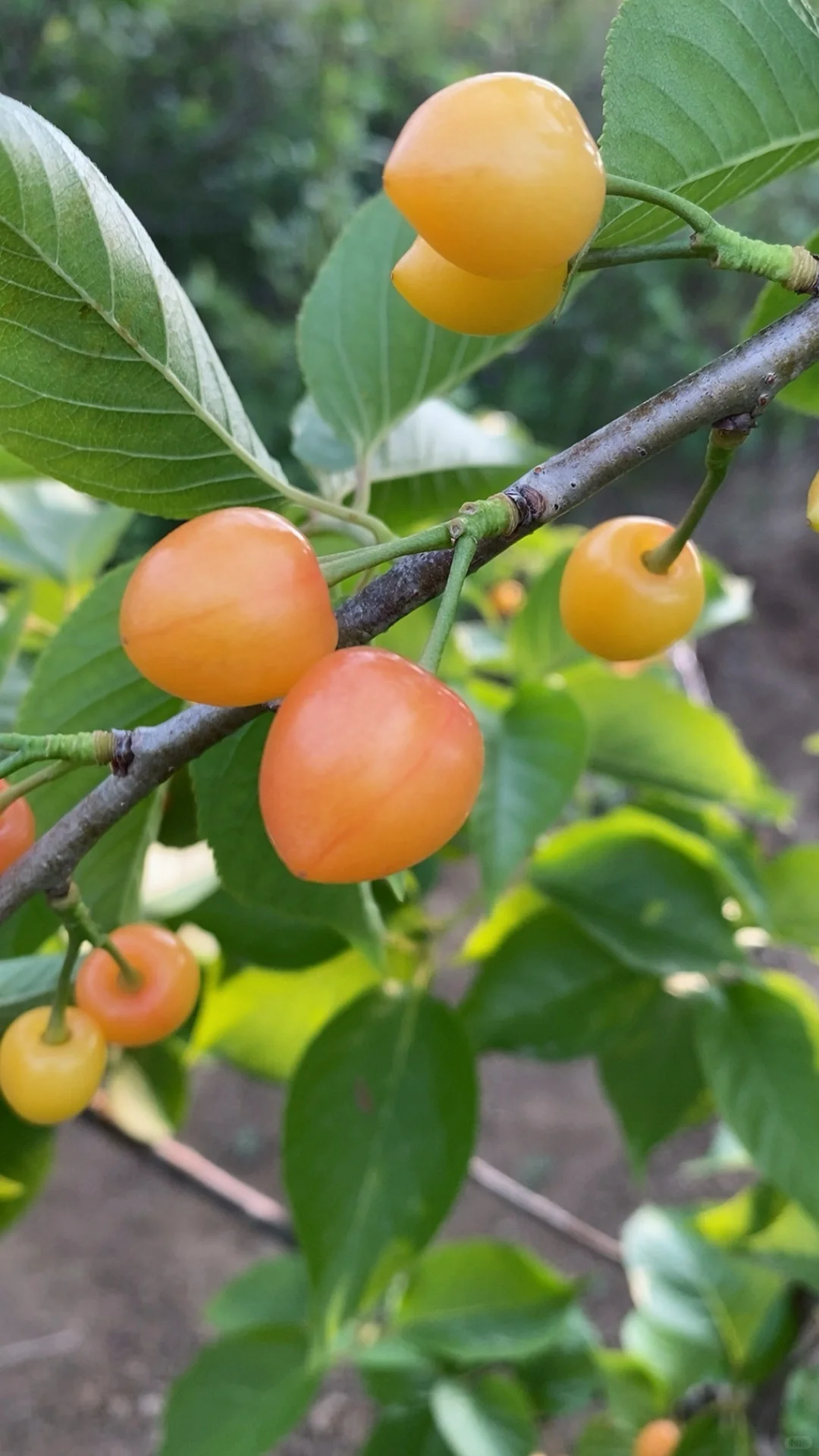 带分枝老品种中华小樱桃树苗