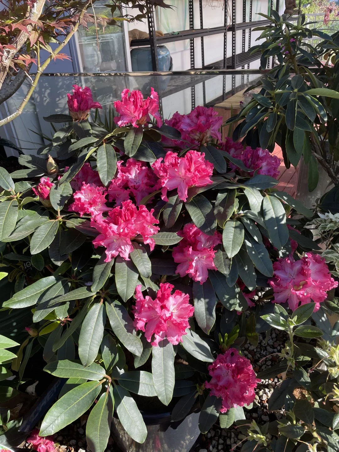 悉尼华人苗圃Camden Nurseries