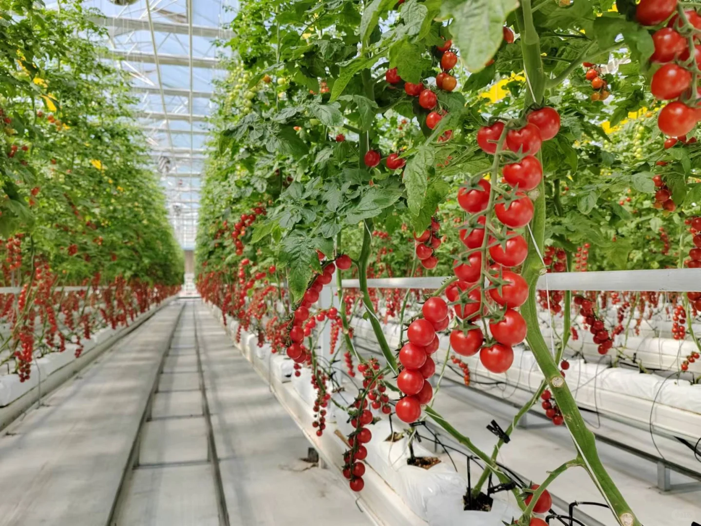 智能化对于设施农业种植非常重要?