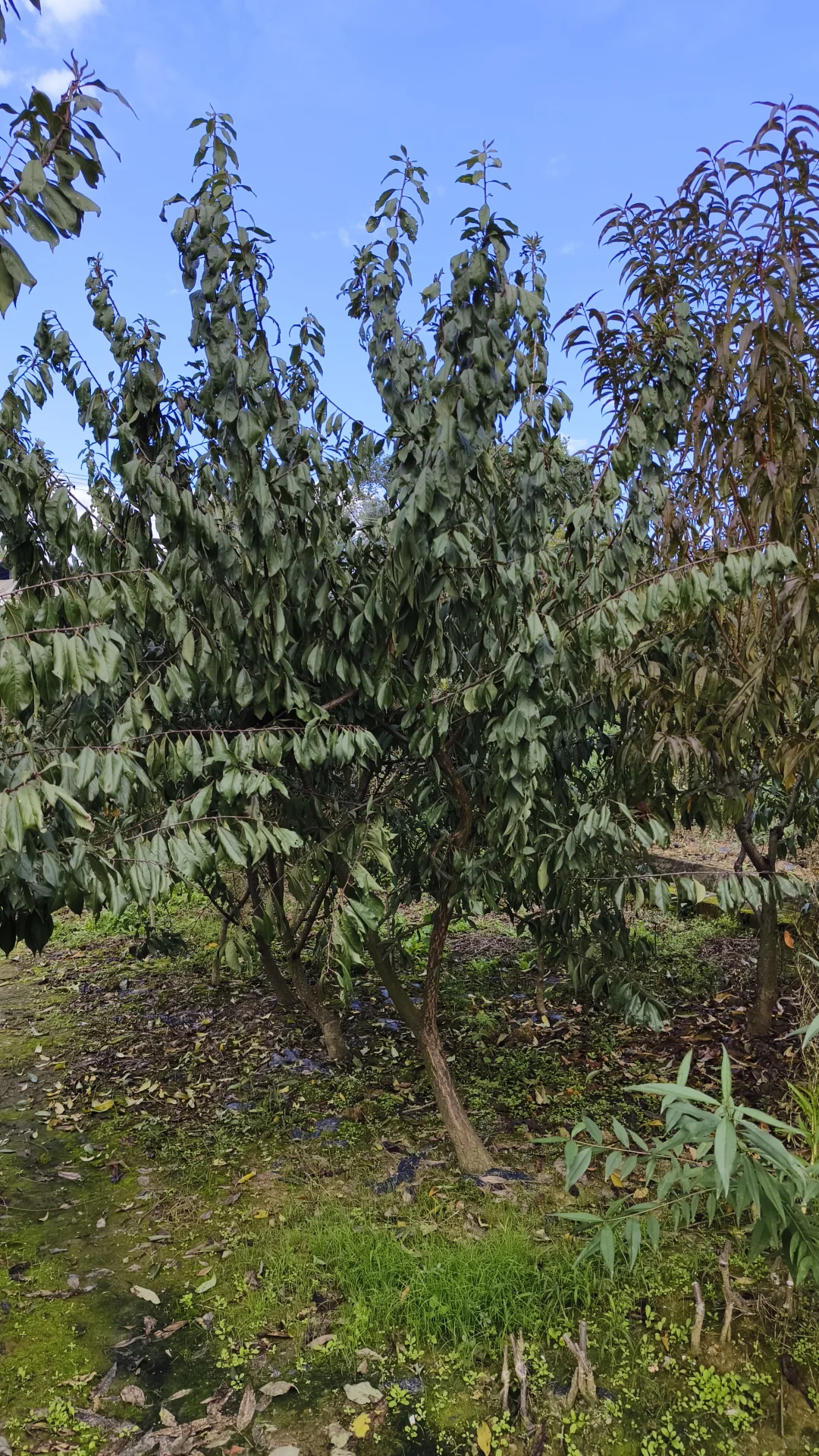 成都龙泉驿区果树苗基地