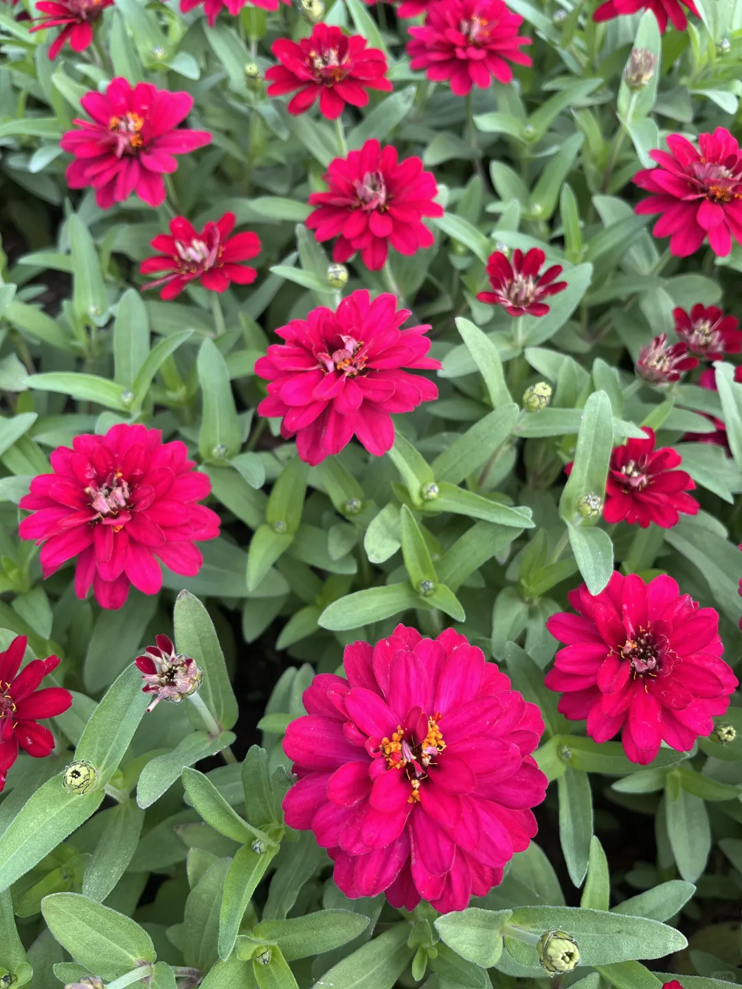 《百日菊，繁花》