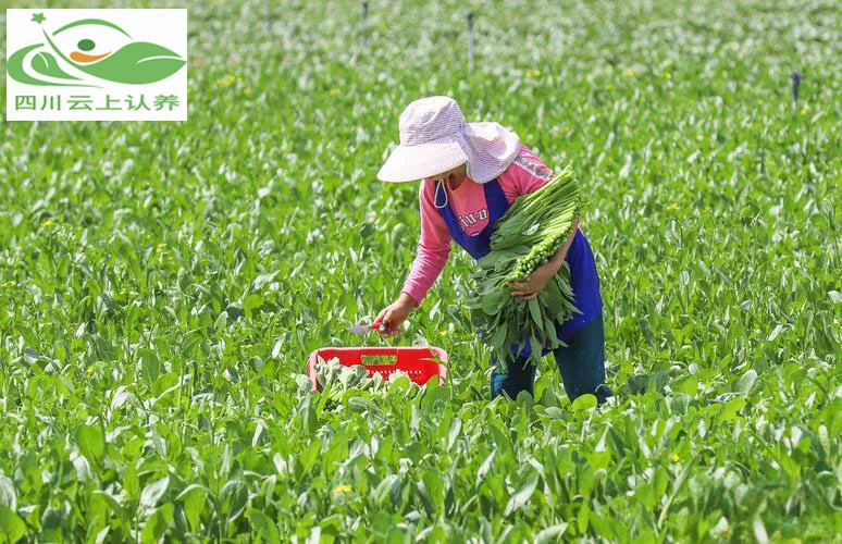 2025年可视化认养农业的发展趋势与展望!