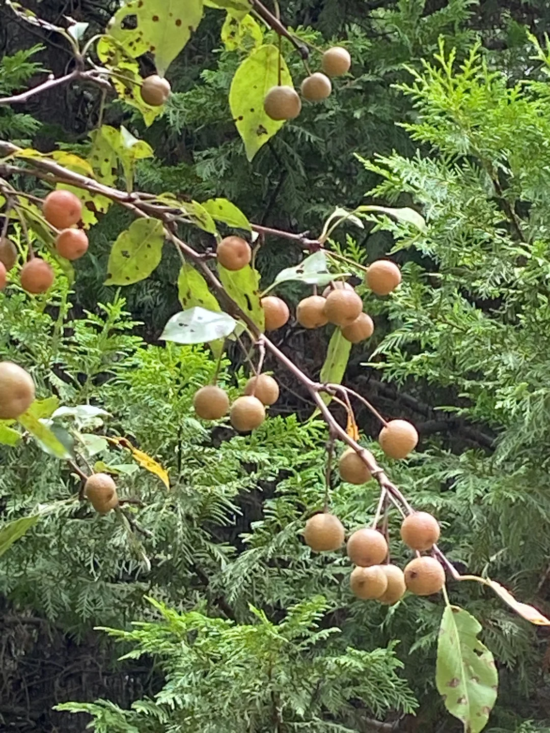 满山的棠棣果。据说棠棣是现在梨的祖先