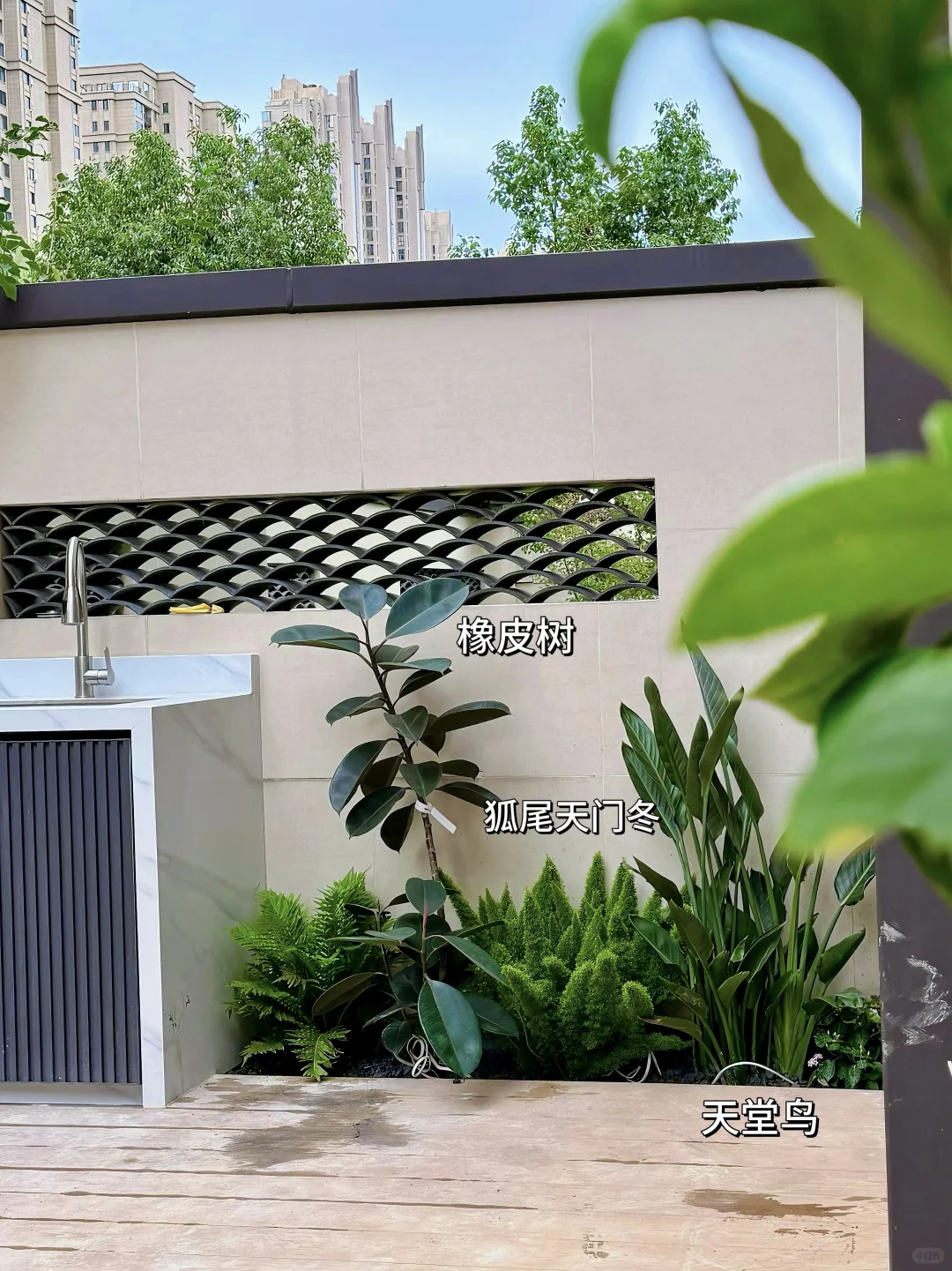 好多姐妹问的绿植详细版来啦?