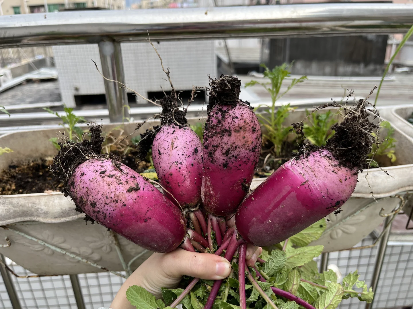 推荐种植的14种根茎作物