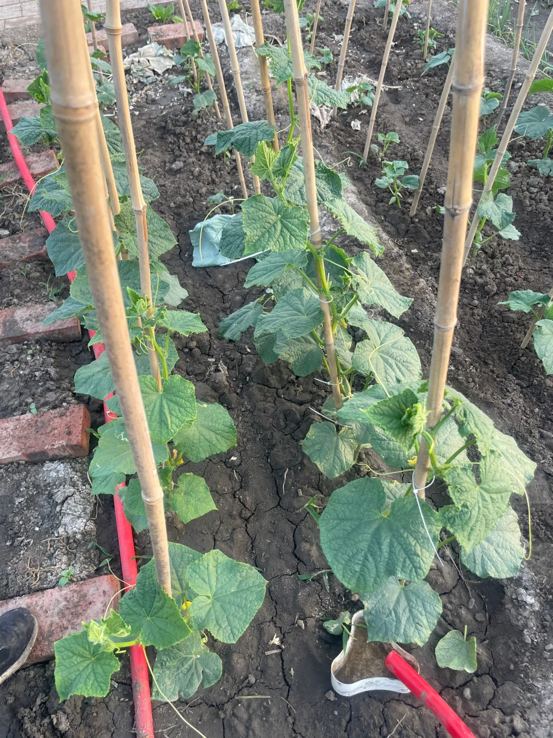 春种的蔬菜开始结果了