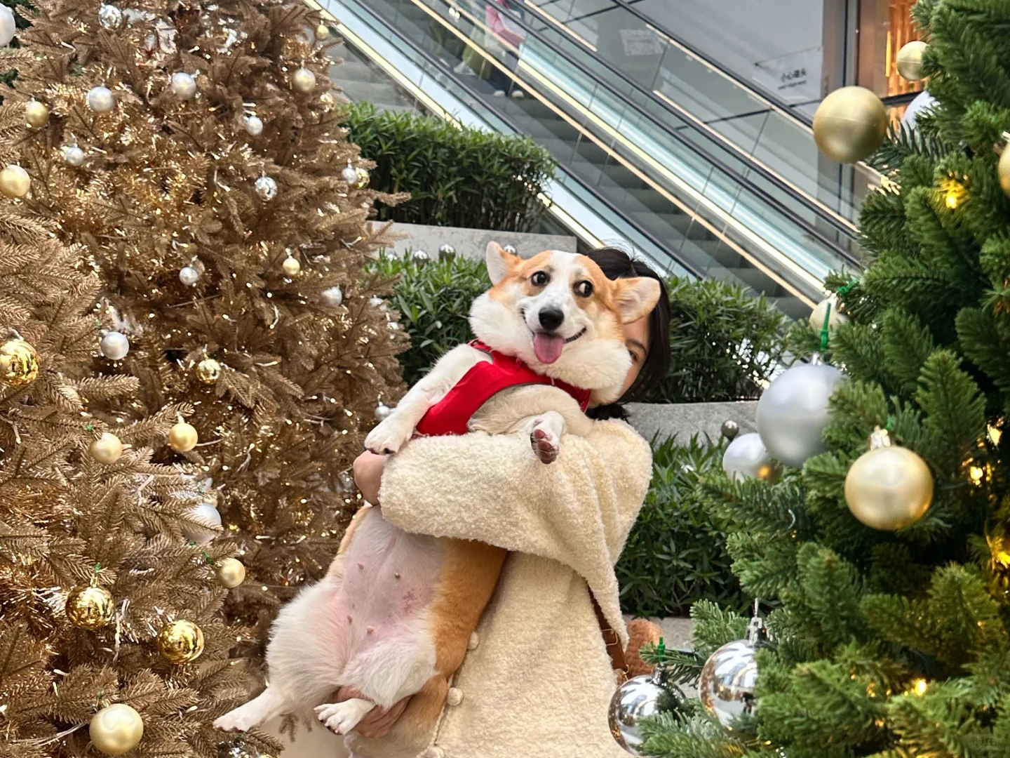 带着小狗探索世界