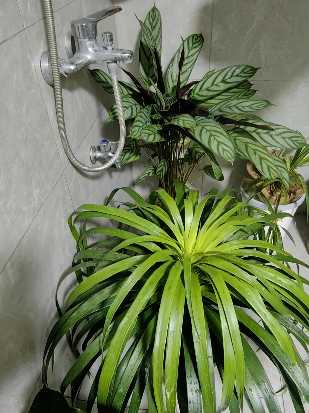 五十三块钱淘来的一堆绿植，也没有谁了吧！