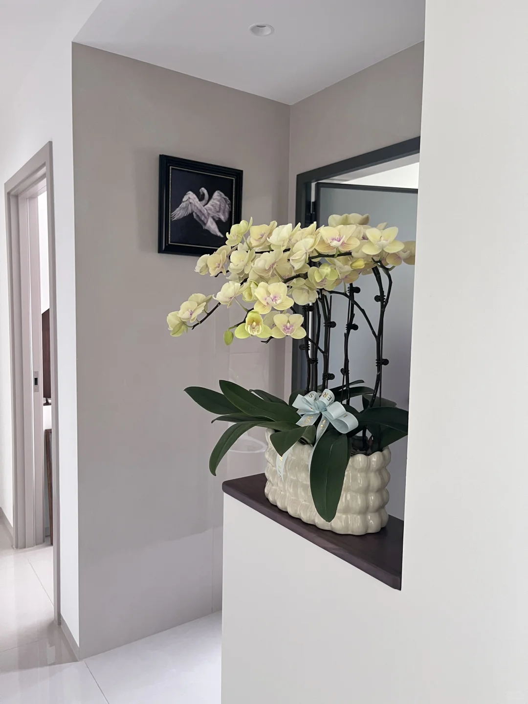 这盆蝴蝶兰，美到我心坎上