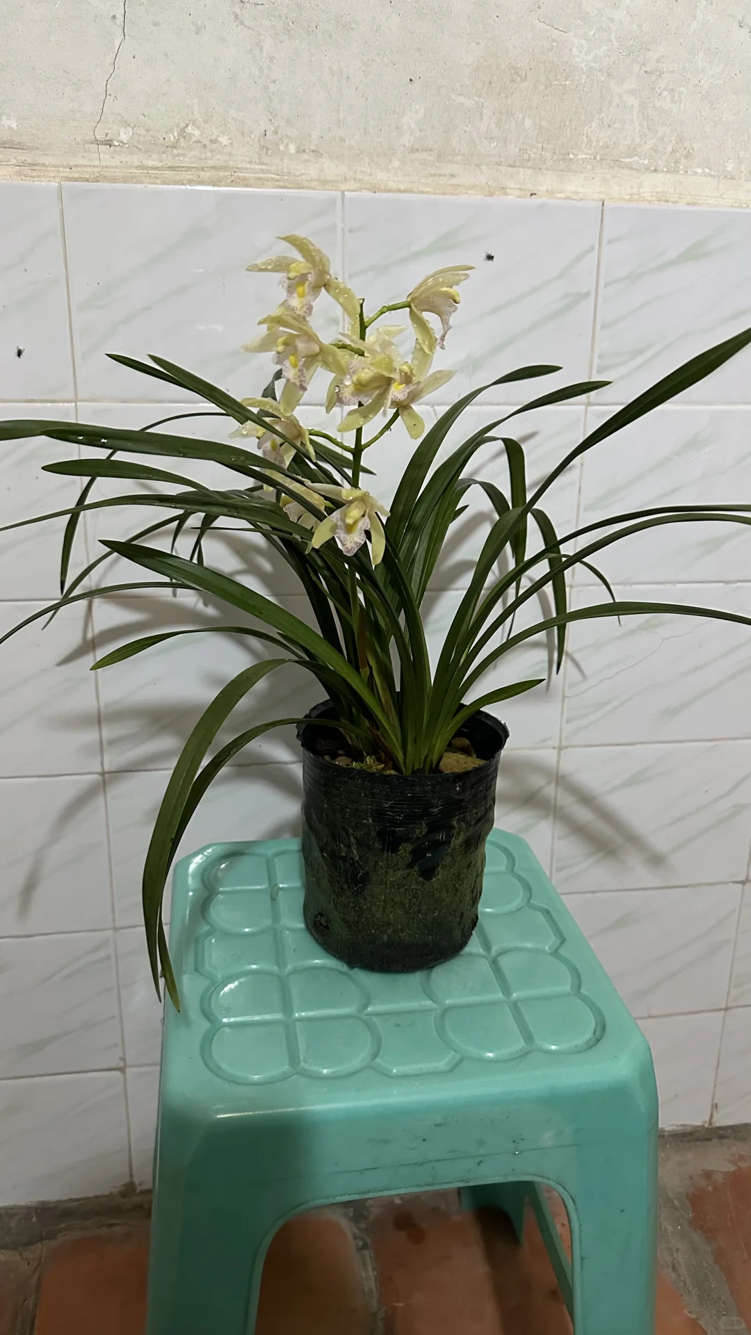 免费送花有喜欢的联系