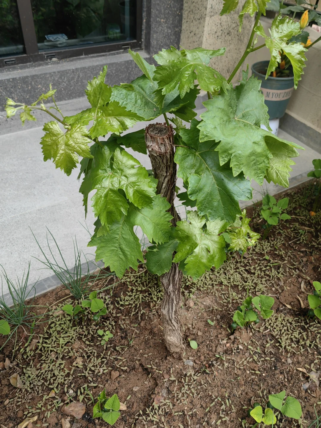 大自然的馈赠~巨峰葡萄苗