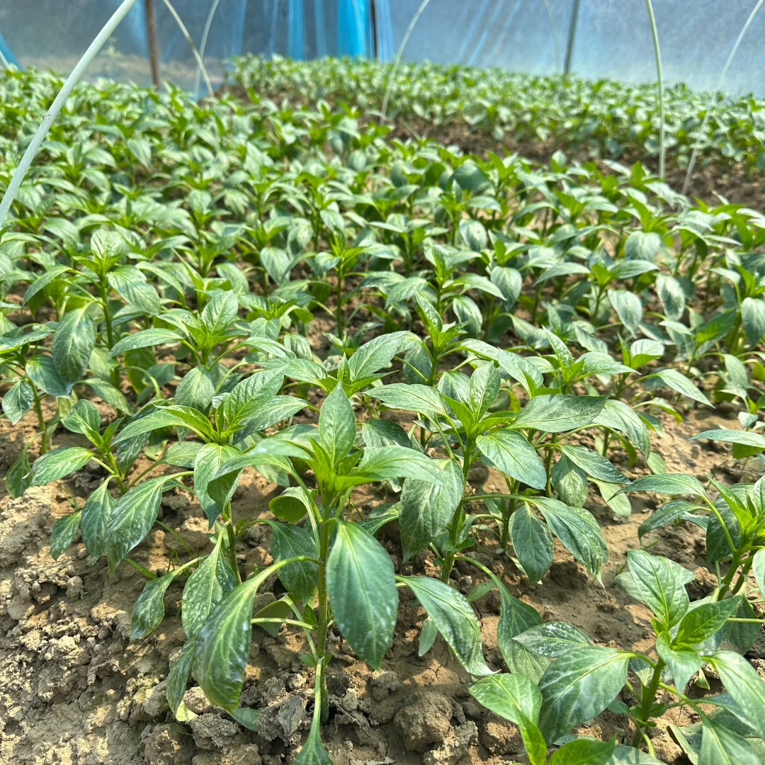 春播正在抓紧进行中?