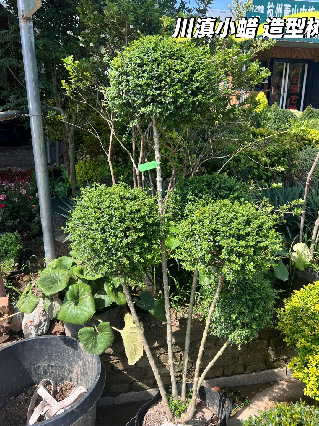 浙江庭院花卉苗圃 集市