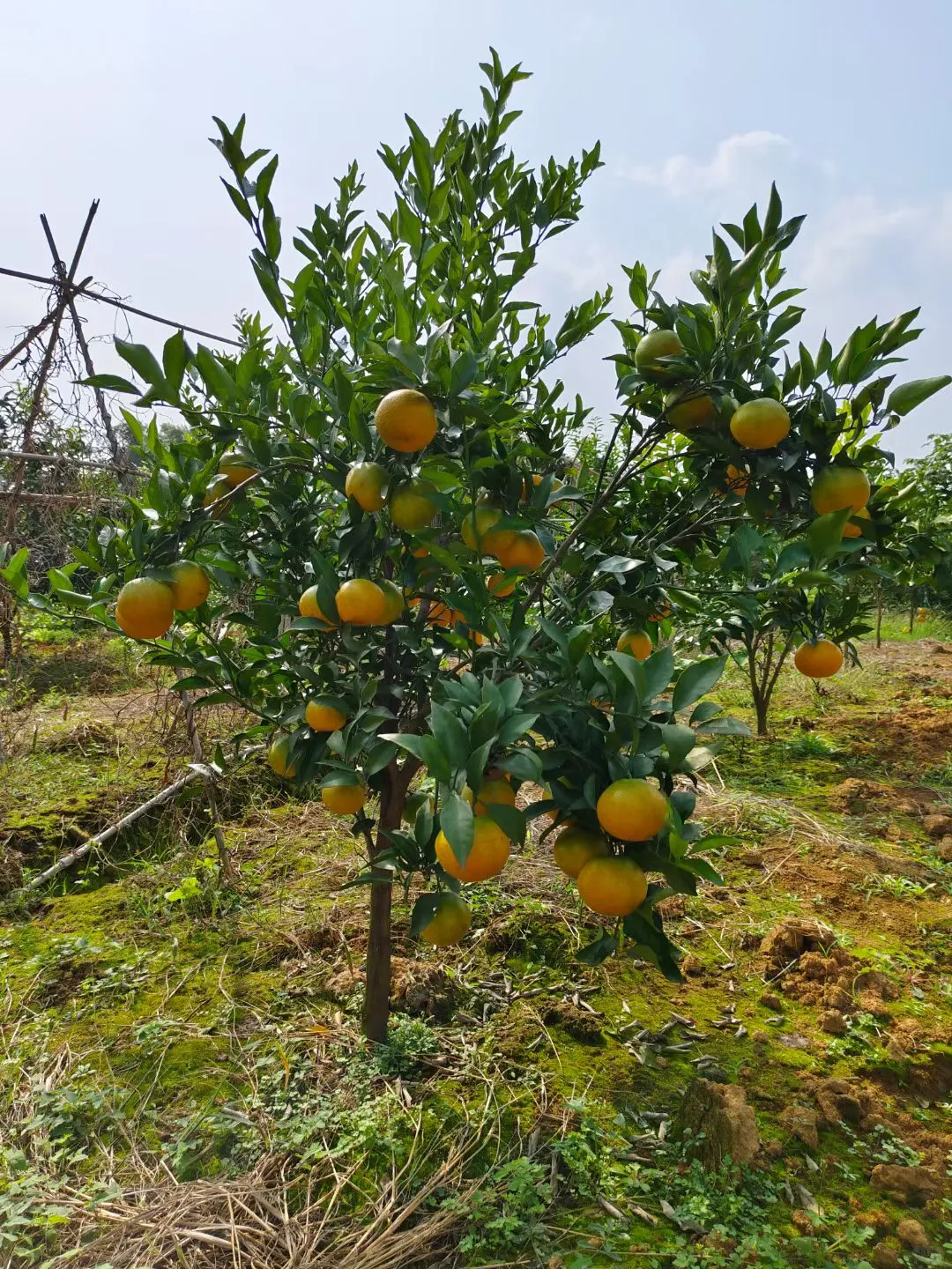 基地选树?一棵也是批发价！！！