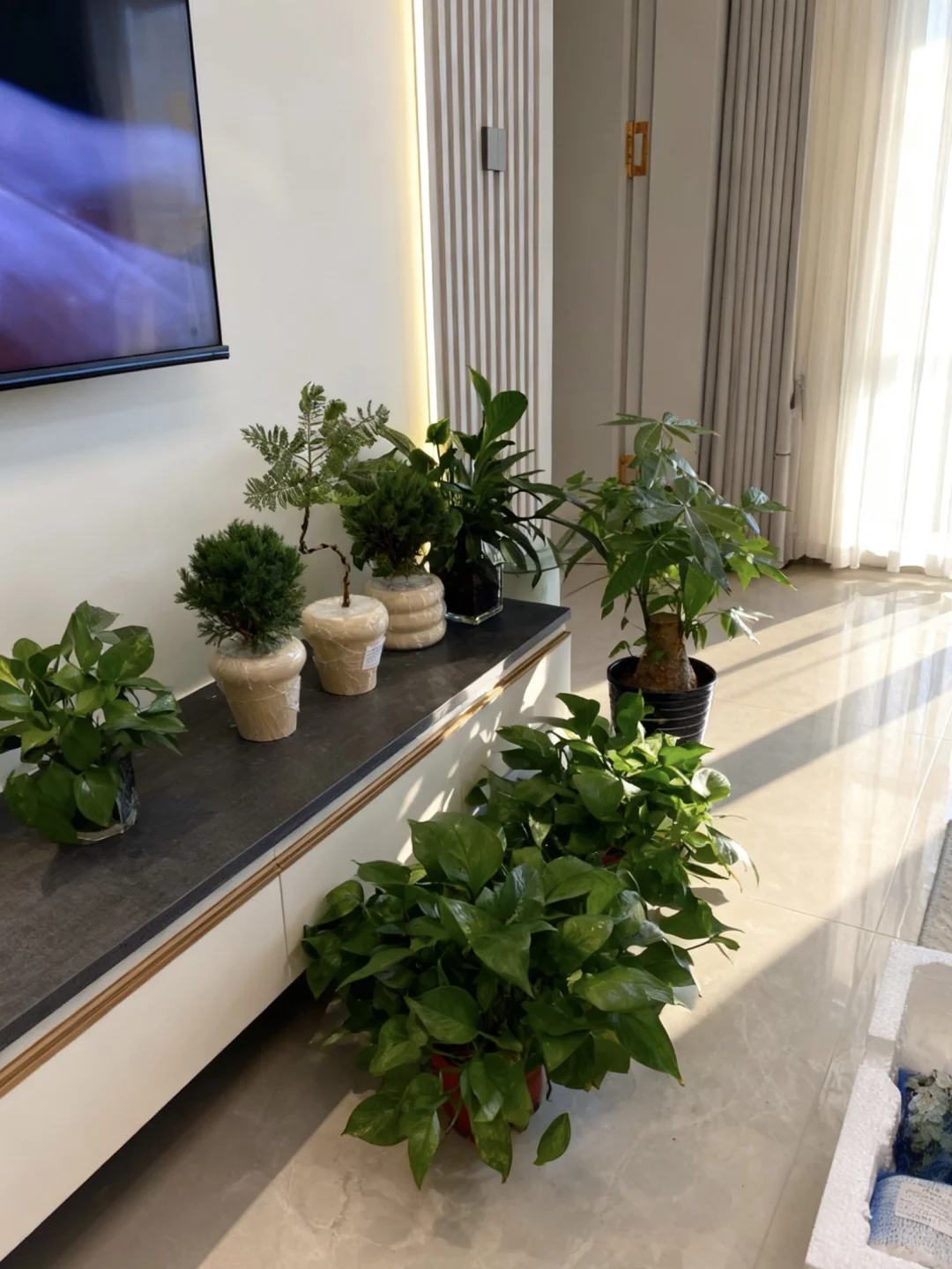 pxx?20➕小绿植?（含花盆！）