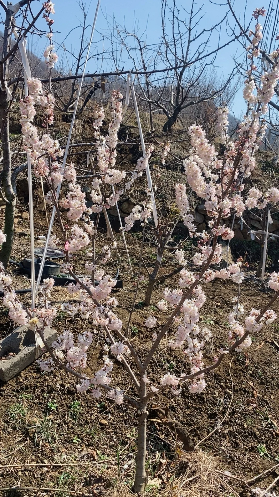 带分枝老品种中华小樱桃树苗