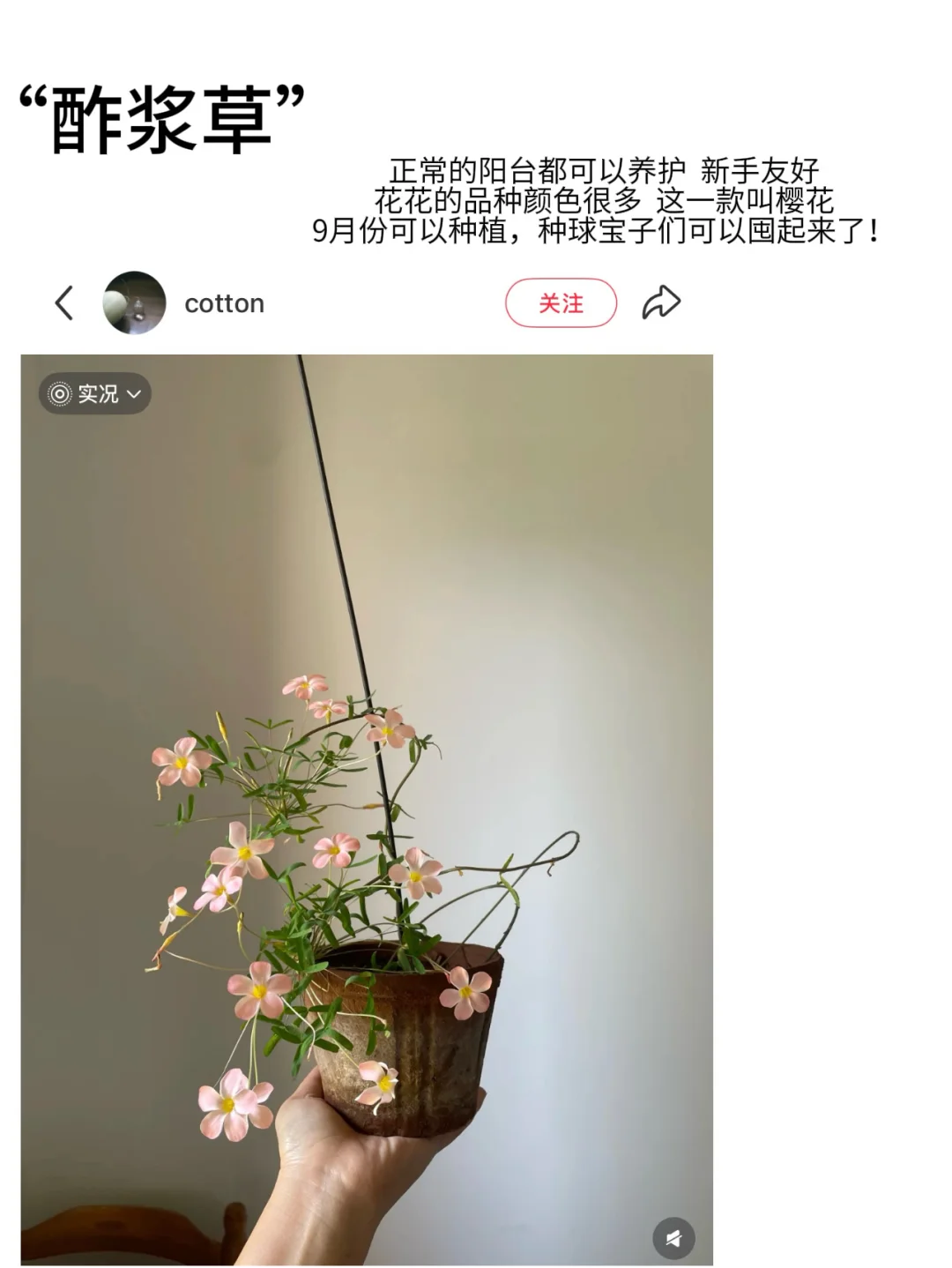 ?适合新手养的高颜值花花｜懒人植物