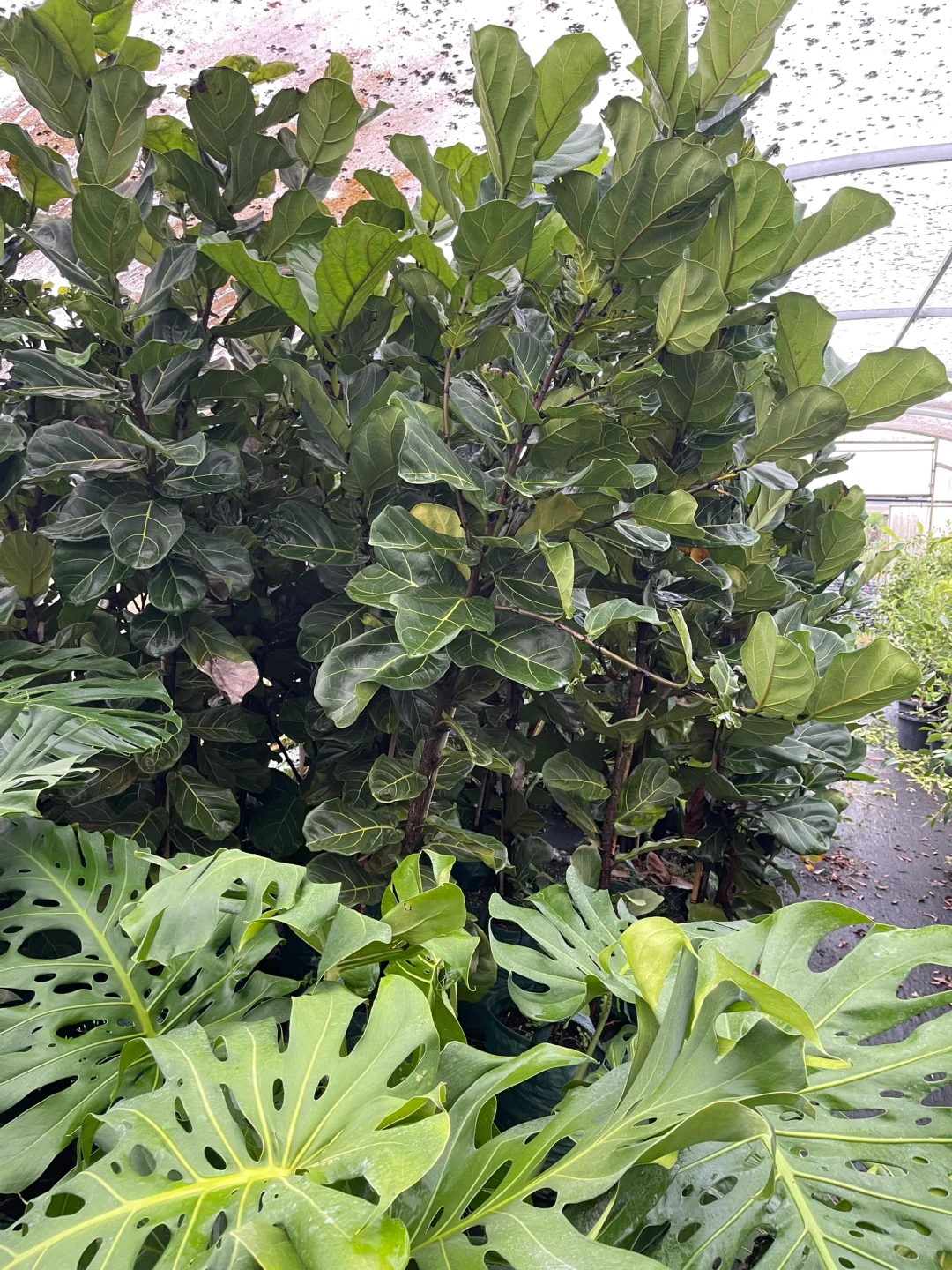 苗圃日常的打理