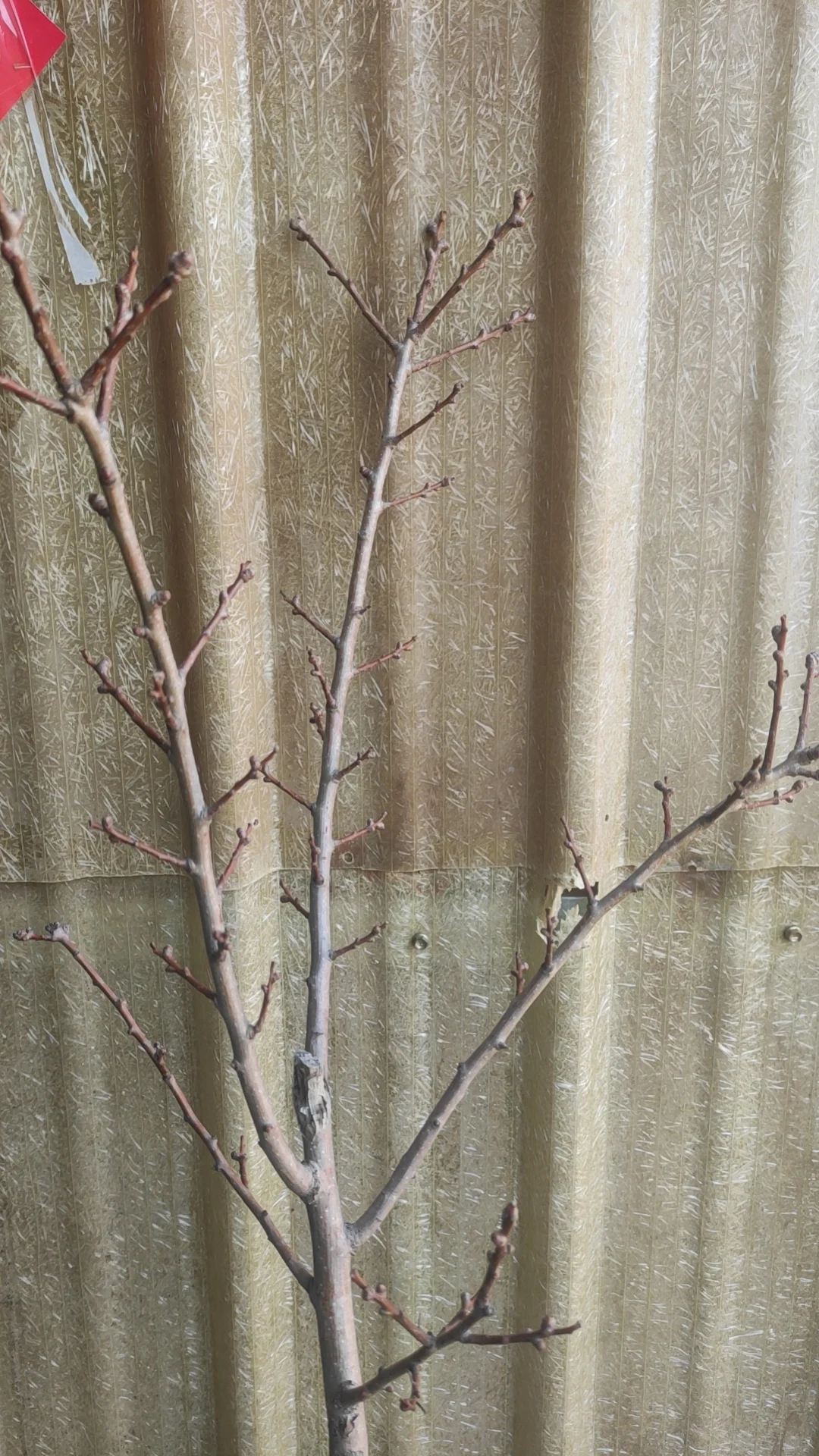 挖到了一家不错的山楂树苗