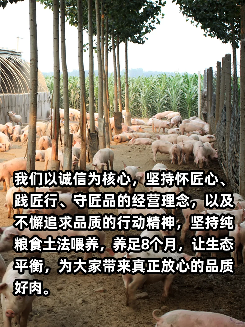 无激无抗 原生态土猪