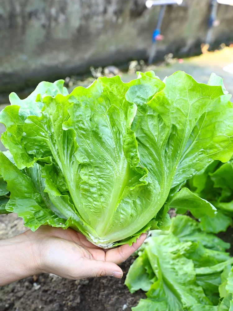 2025年常见蔬菜种植时间来了，抓紧收藏