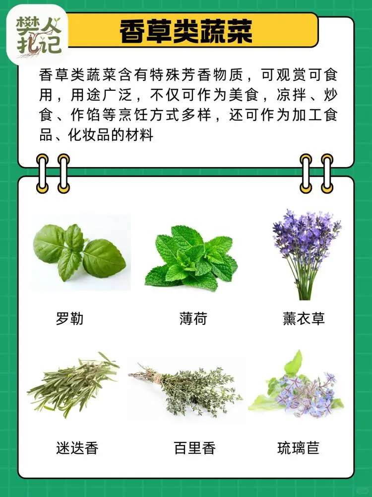 蔬菜清单（下）?种什么菜？什么菜好种？