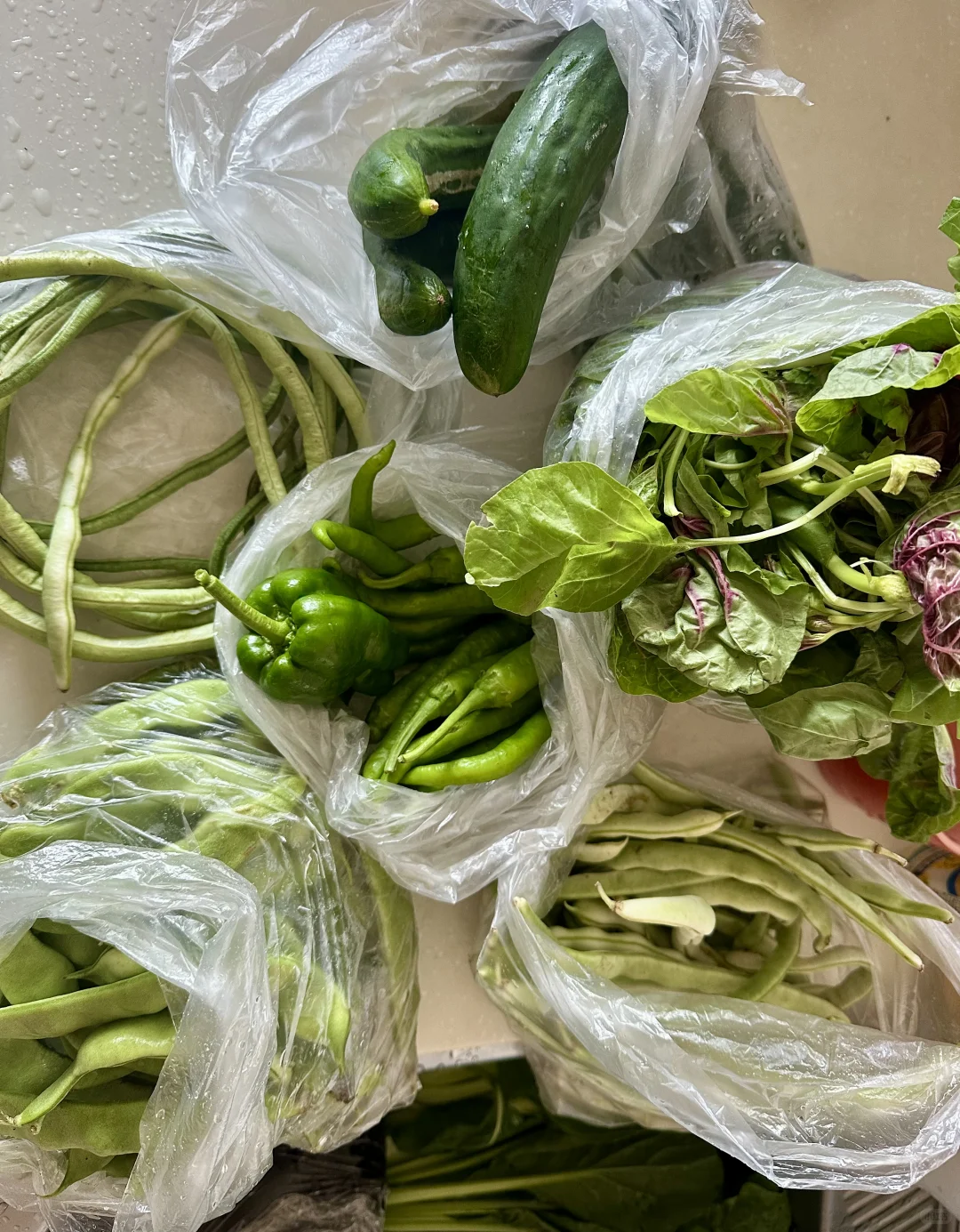 又是收菜的一天