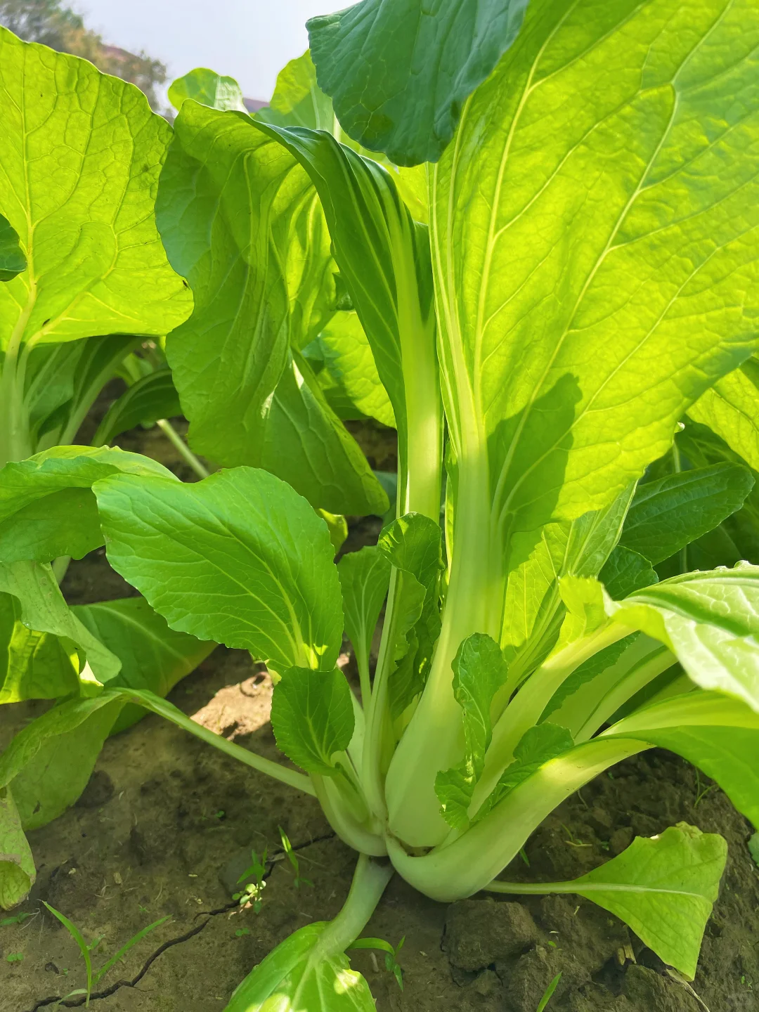 不仅是绿色的蔬菜，而且还是绿色蔬菜