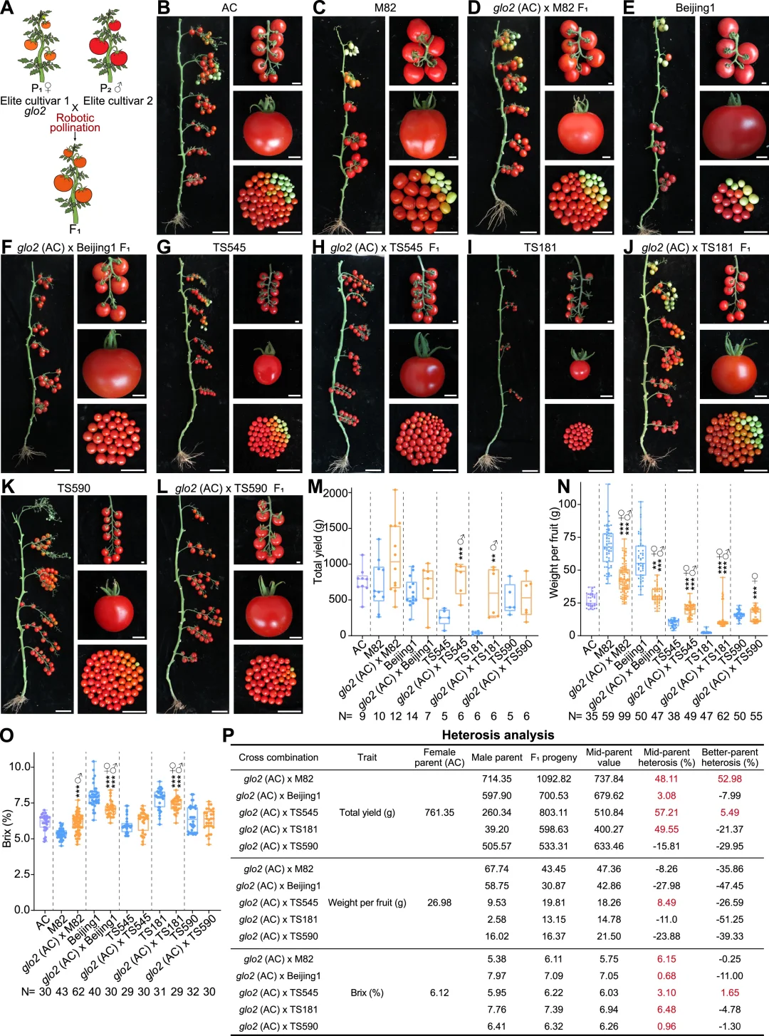 Cell 重磅!机器人授粉?助力农业具身智能