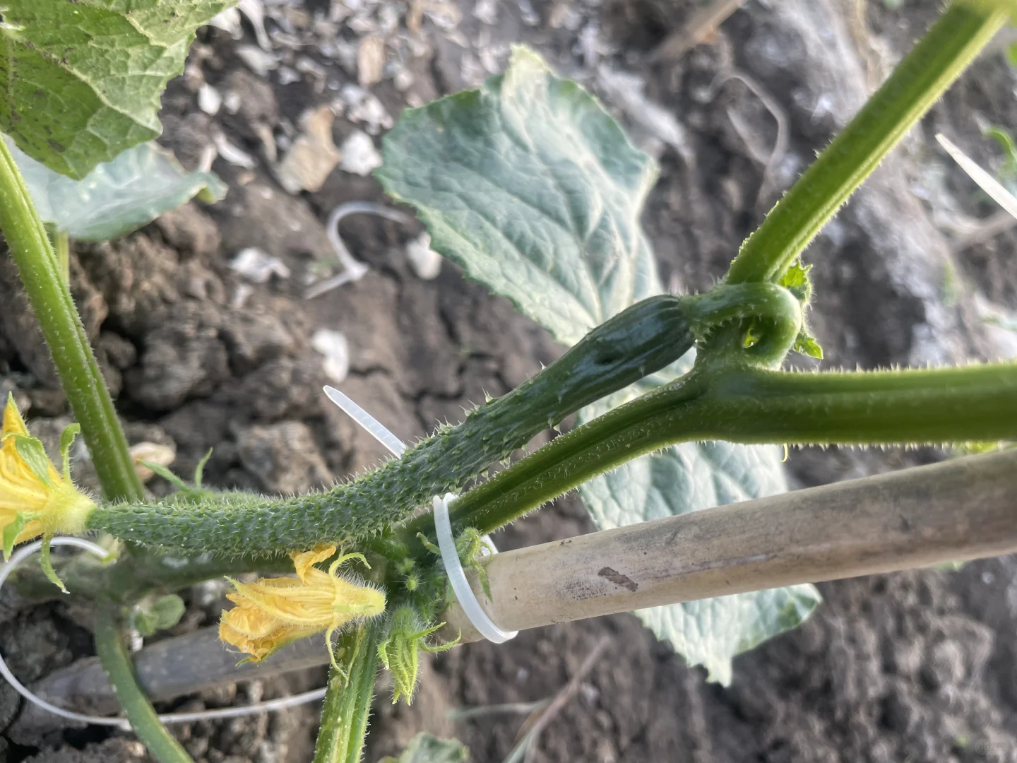 春种的蔬菜开始结果了