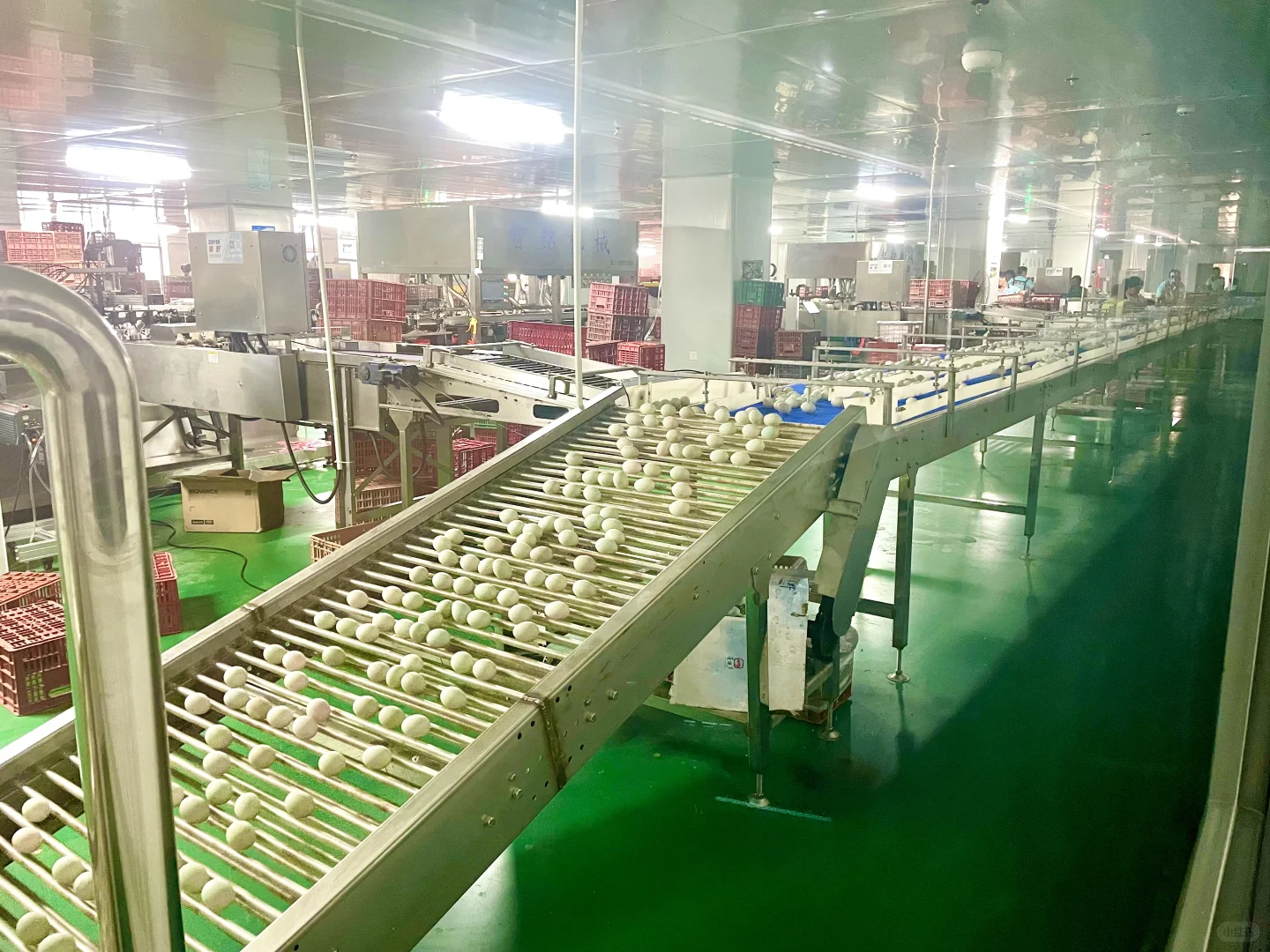 第一次参观海鸭蛋生产线