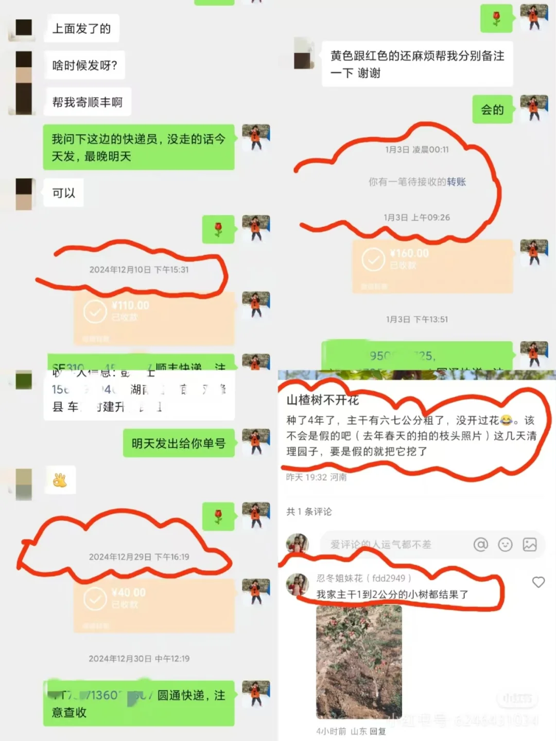 挖到了一家不错的山楂树苗