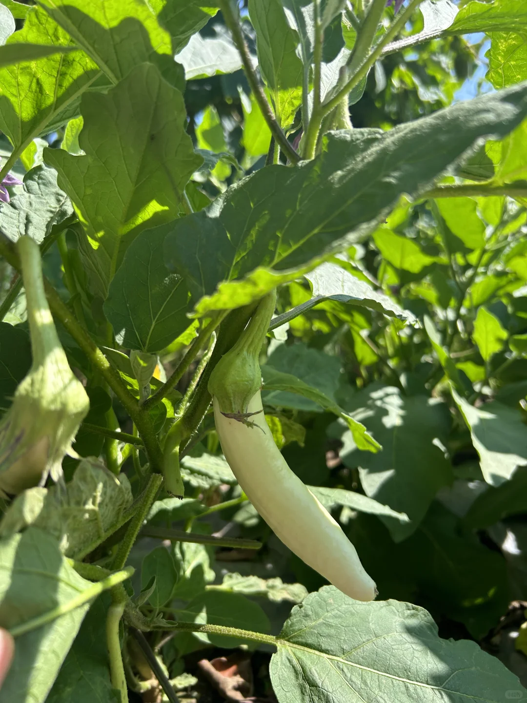 夏天的菜园满满当当 一顿八个菜 各个不重样