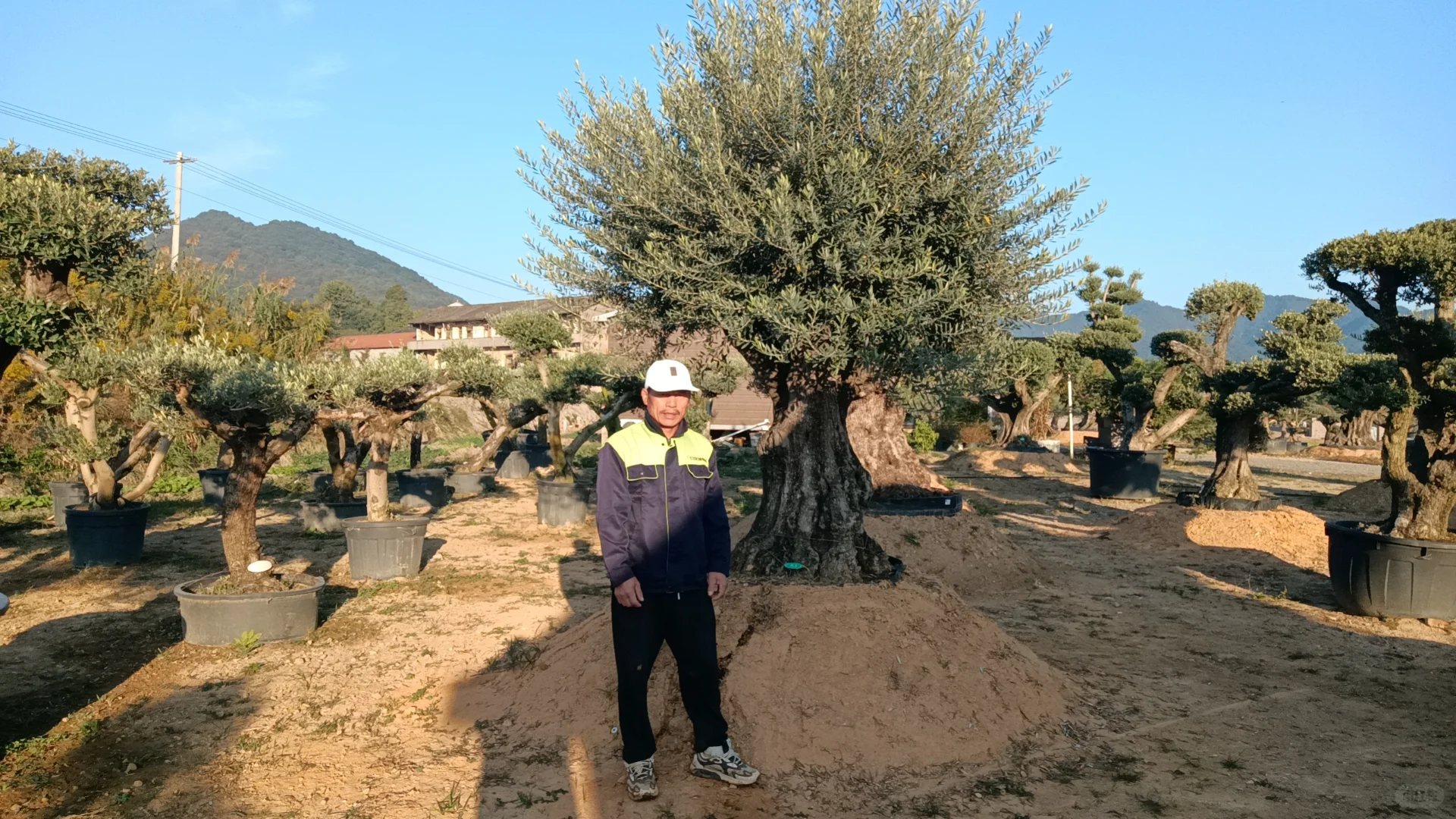 这颗树种院子里被问爆啦‼️