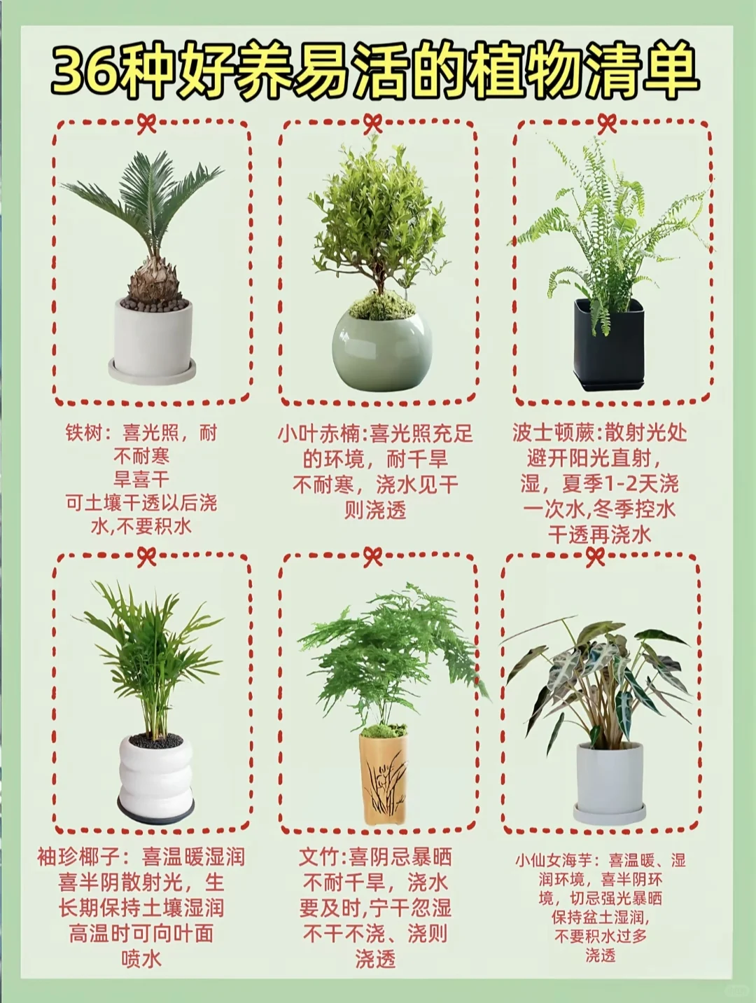 好养活的家居绿植！！！