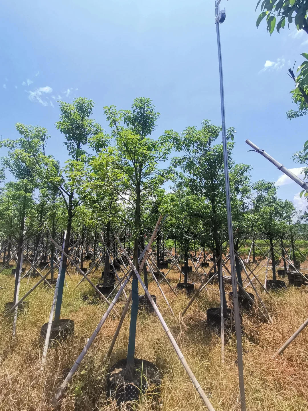 8-10分市政小香樟有货