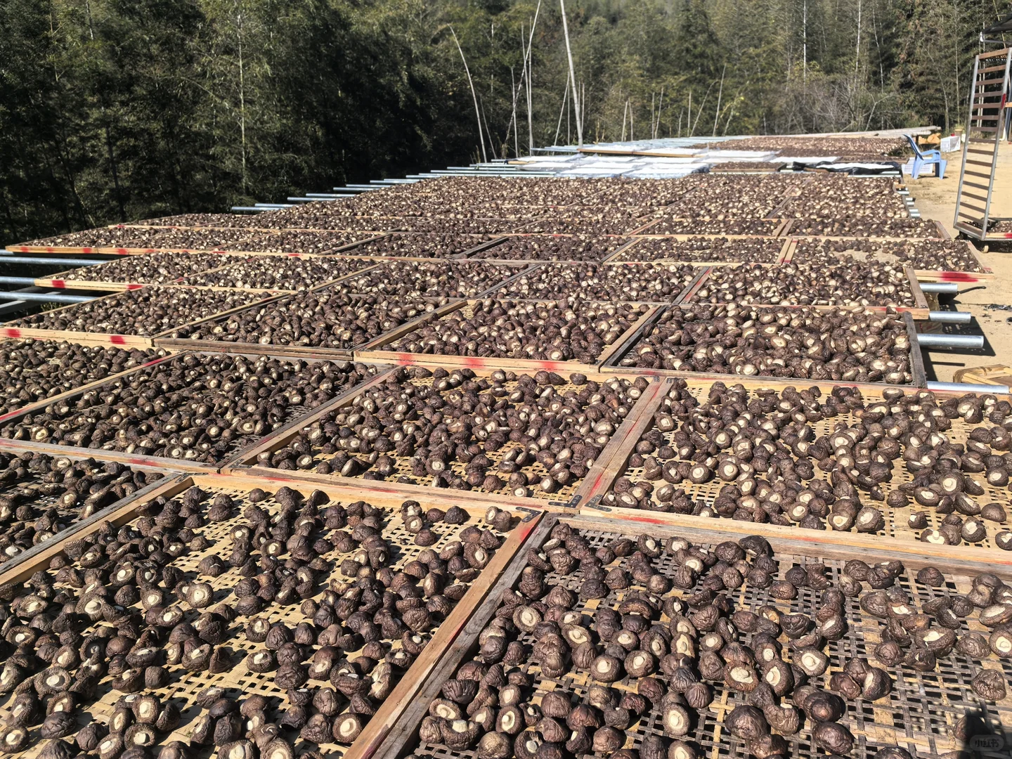 香菇，你就是我的精神粮食香菇???