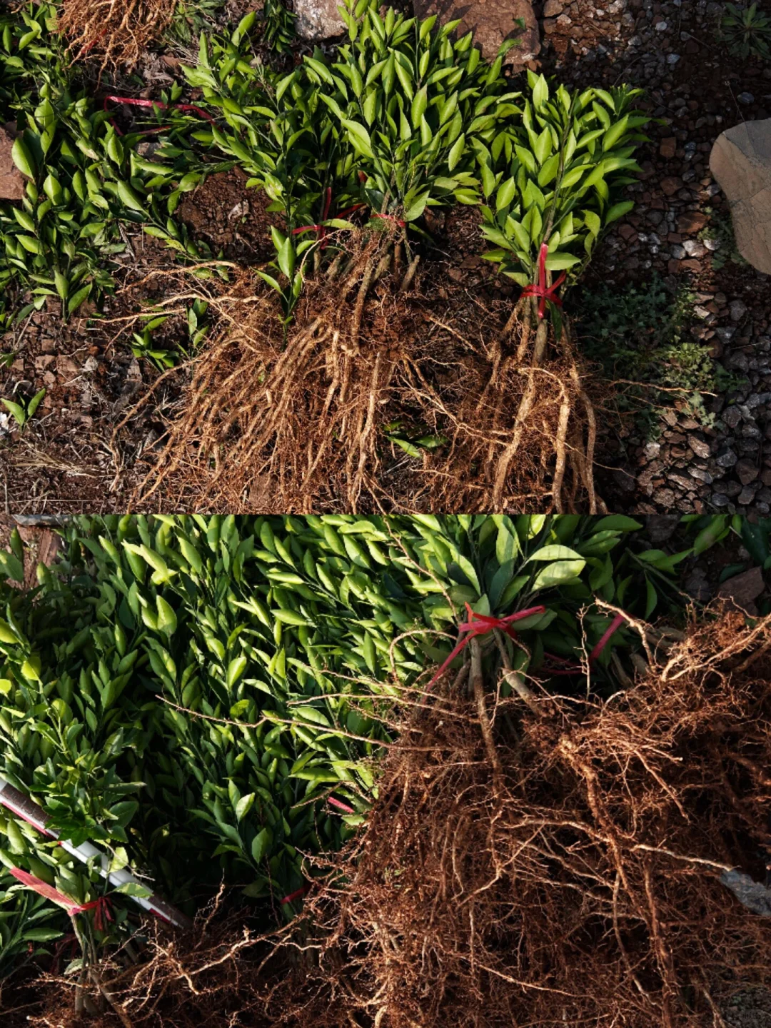 衢橘苗种植指南,从选苗开始