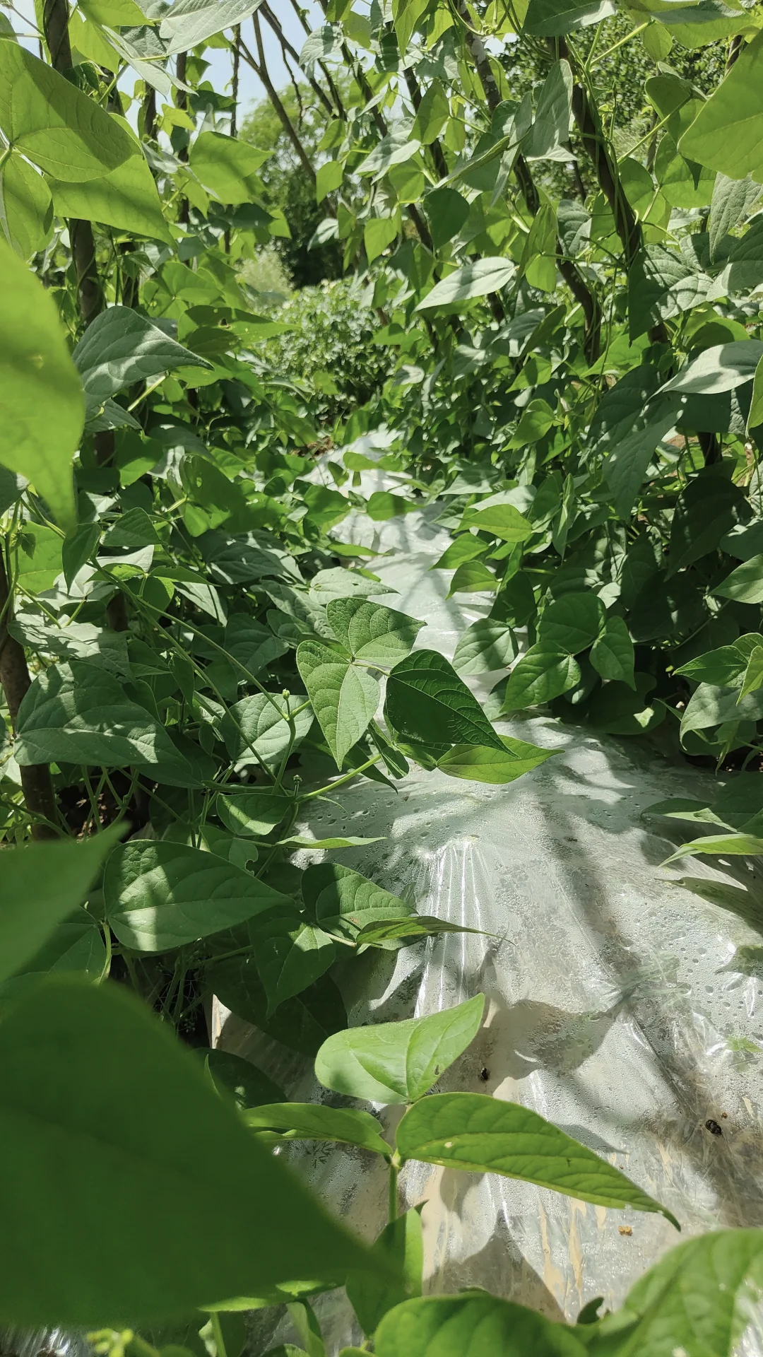 菜地各种蔬种下已经一个多月，静待开花结果