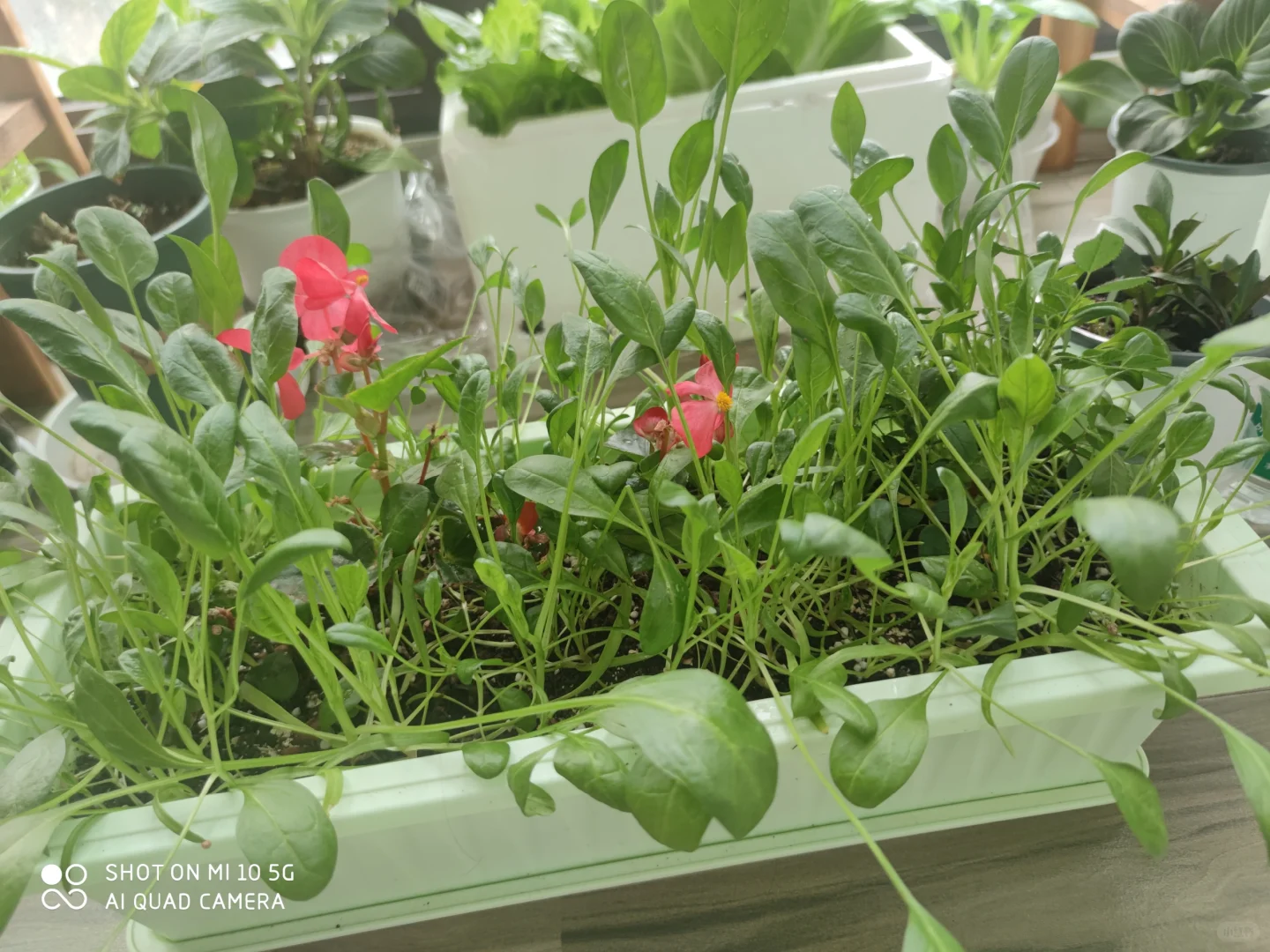 阳台种菜大全。