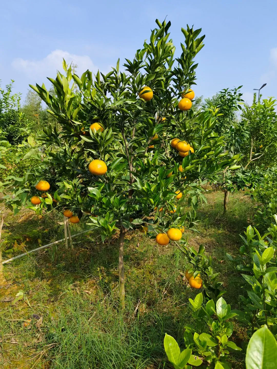 基地选树?一棵也是批发价！！！