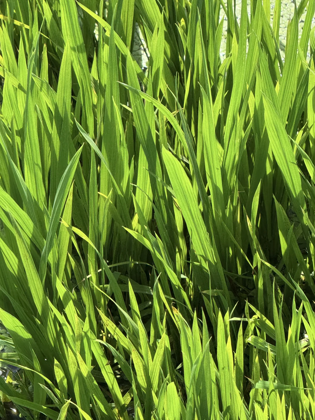 30岁不上班，在苏州种了20亩有机大米