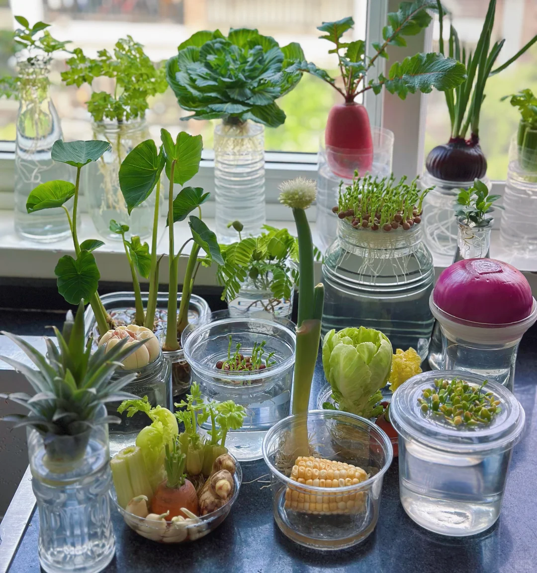 水培植物蔬菜小森林?