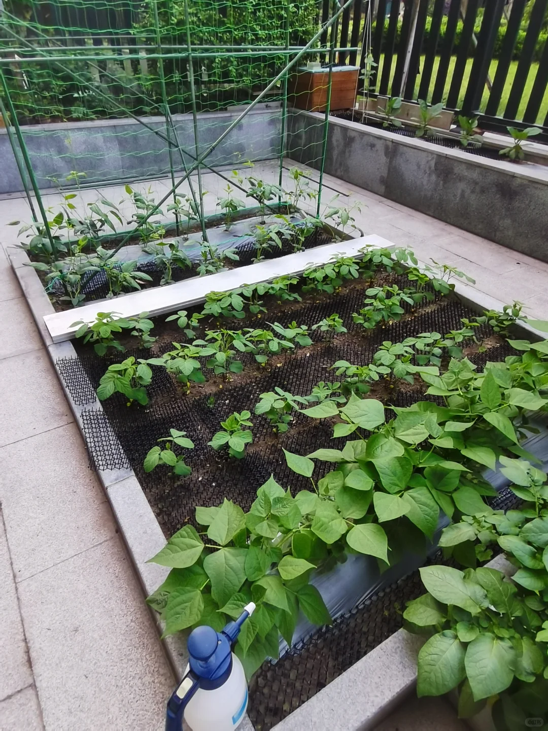 小菜园里的豆科蔬菜长势喜人。