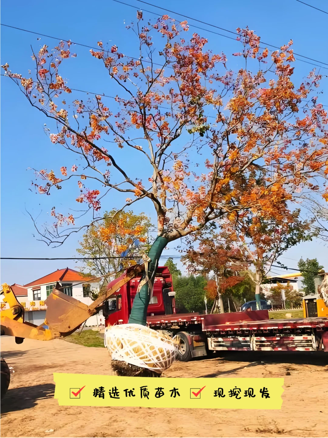 介绍华中常用乔木-朴树