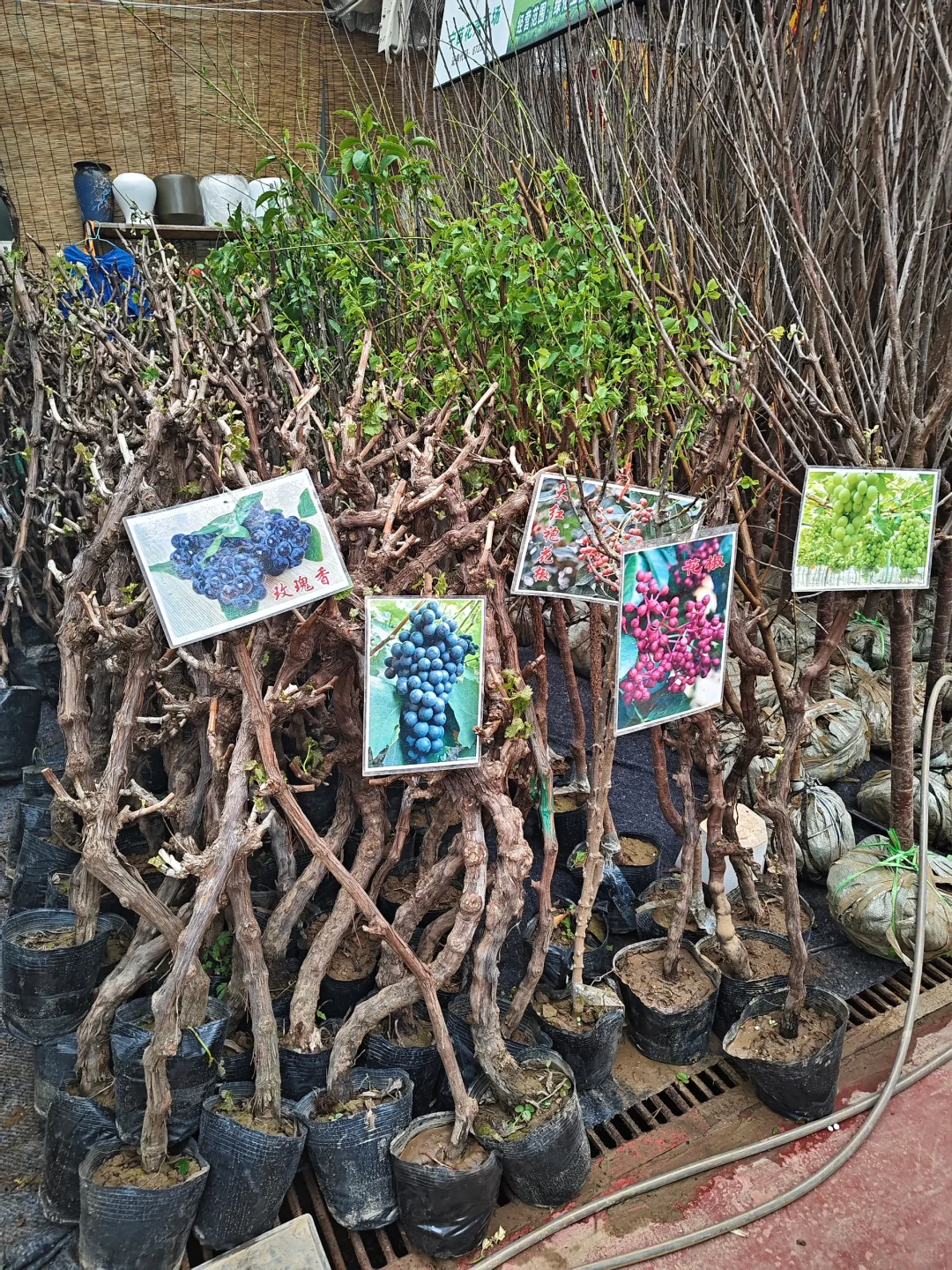 银川需要种树的小伙伴们看过来