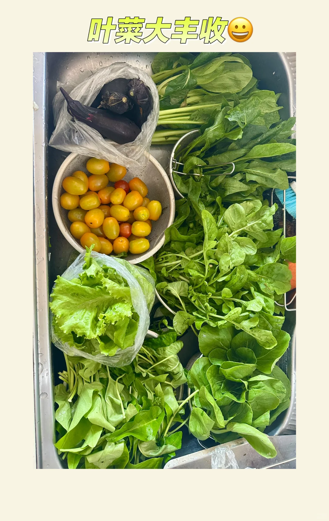 又是收菜的一天