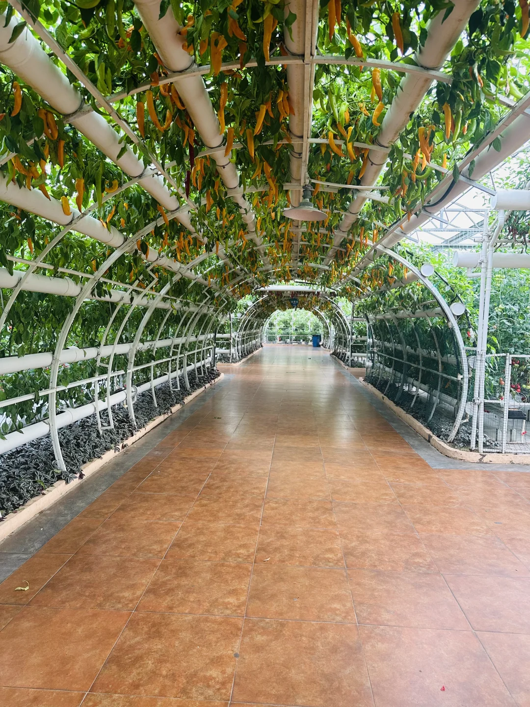空中蔬菜廊架Aerial vegetable trellis