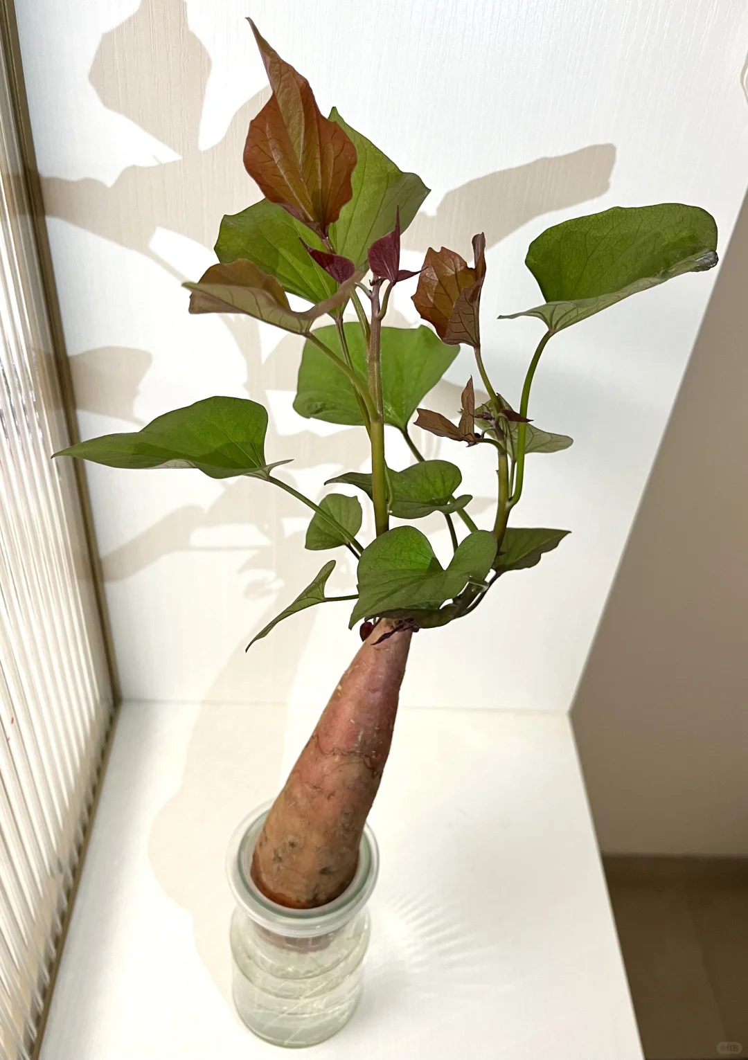 Hydroponic vegetables 水培各类蔬菜